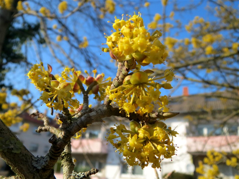 Kornelkirsche (Cornus mas) in Hockenheim