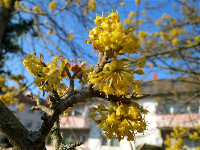 Kornelkirsche (Cornus mas) in Hockenheim