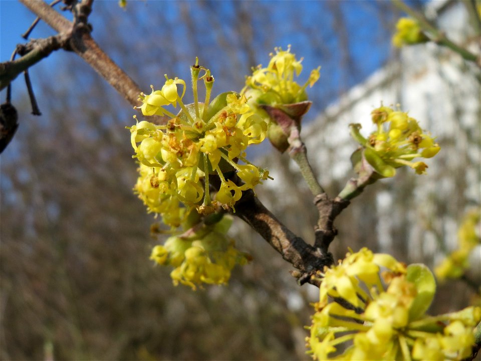 Kornelkirsche (Cornus mas) im Hockenheimer Rheinbogen