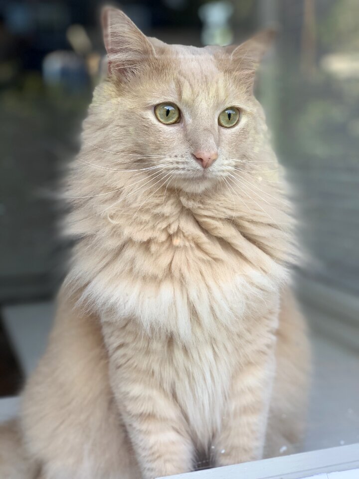 Kitten cute looking