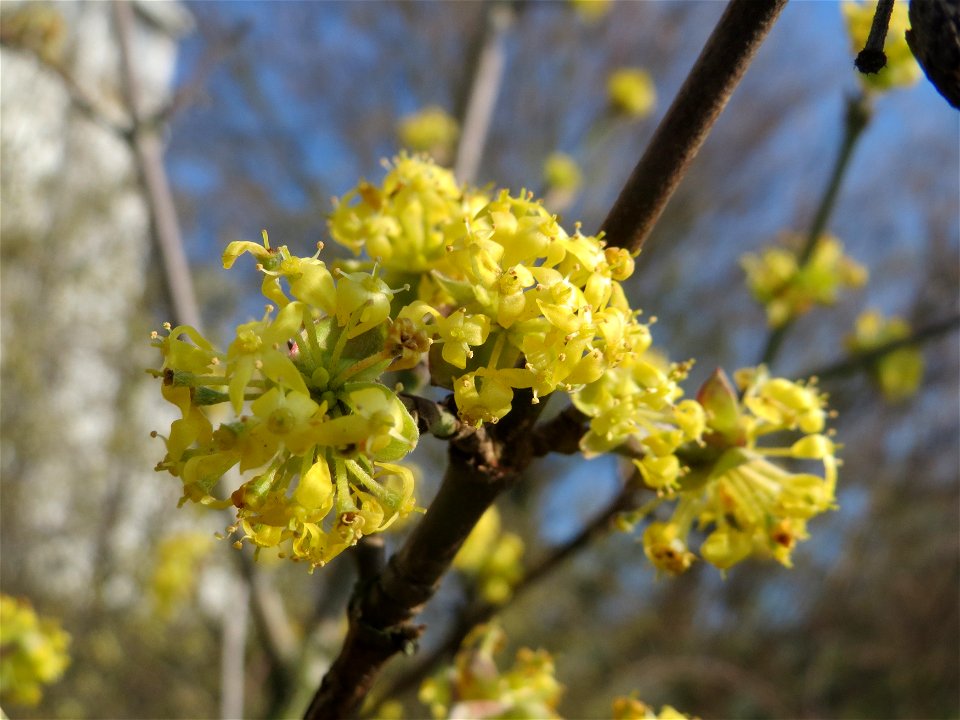 Kornelkirsche (Cornus mas) im Hockenheimer Rheinbogen