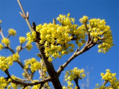 Kornelkirsche (Cornus mas) im Hockenheimer Rheinbogen