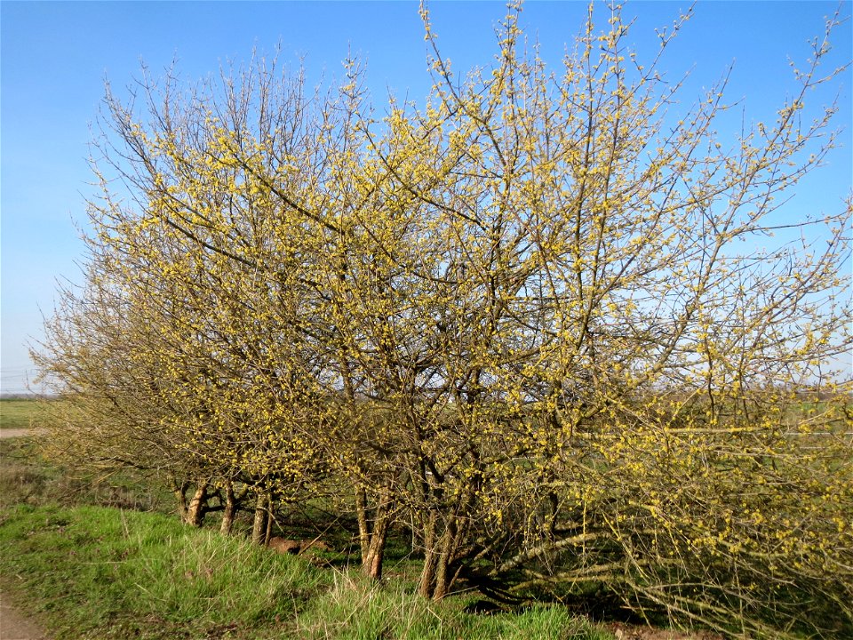 Kornelkirsche (Cornus mas) im Hockenheimer Rheinbogen
