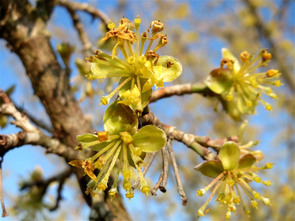 Kornelkirsche (Cornus mas) im Hockenheimer Rheinbogen