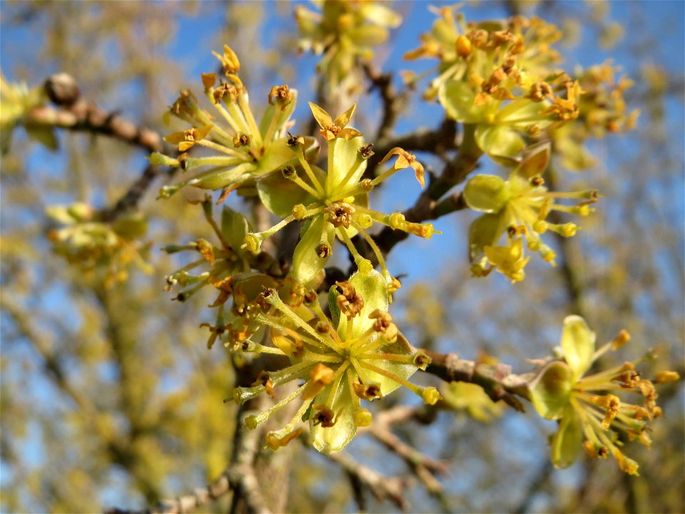 Kornelkirsche (Cornus mas) im Hockenheimer Rheinbogen