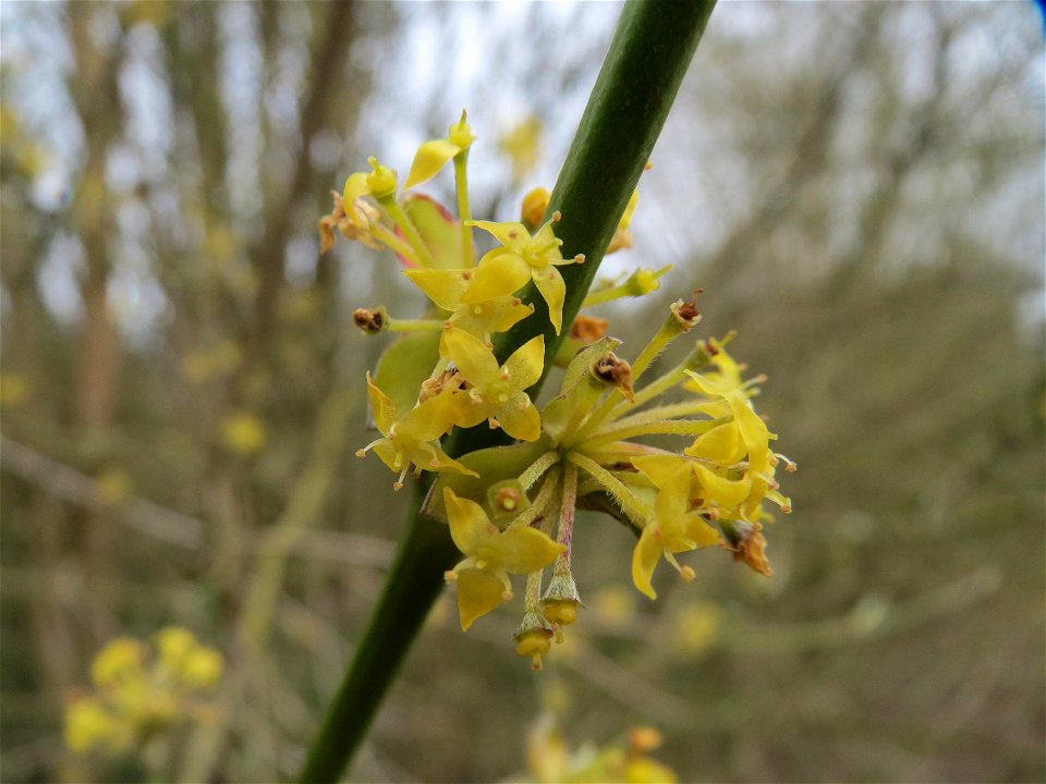Kornelkirsche (Cornus mas) im Naturschutzgebiet "St. Arnualer Wiesen"