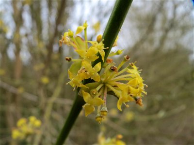 Kornelkirsche (Cornus mas) im Naturschutzgebiet "St. Arnualer Wiesen"
