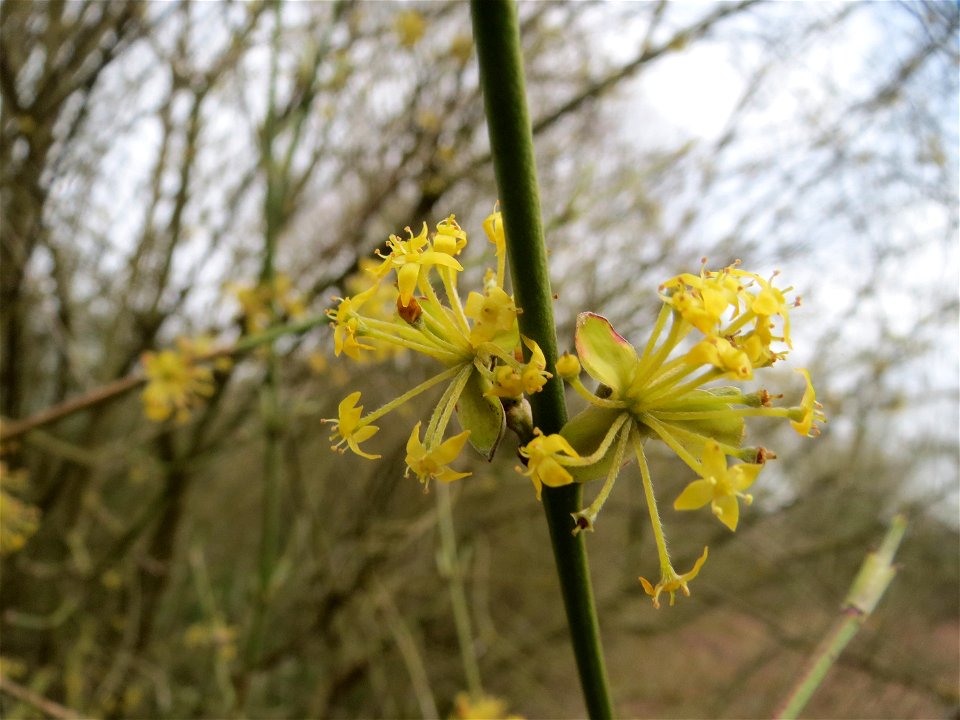 Kornelkirsche (Cornus mas) im Naturschutzgebiet "St. Arnualer Wiesen"