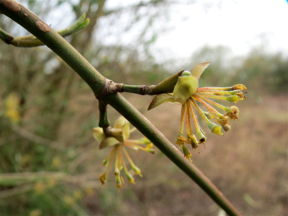 Kornelkirsche (Cornus mas) im Naturschutzgebiet "St. Arnualer Wiesen"