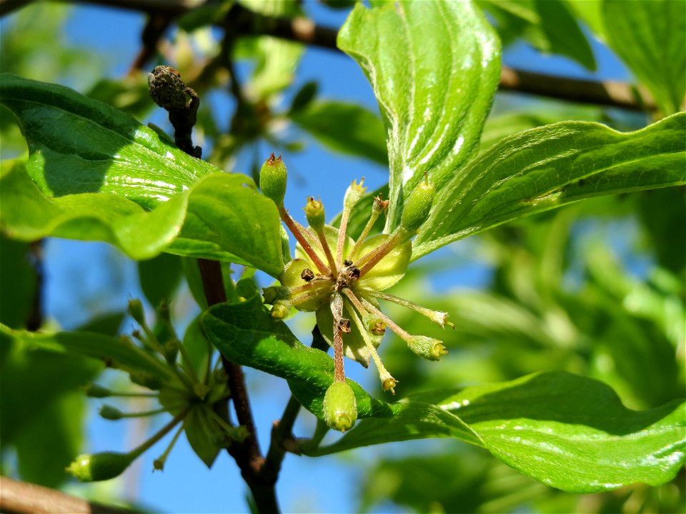 Verblühte Kornelkirsche (Cornus mas) in Hockenheim