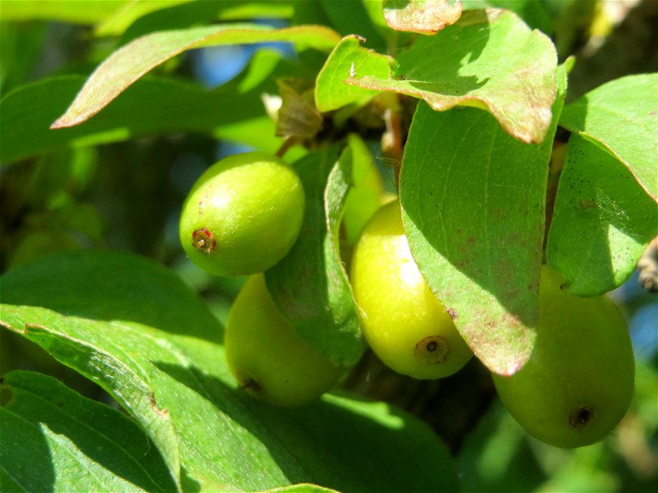 Unreife Früchte der Kornelkirsche (Cornus mas) in Hockenheim