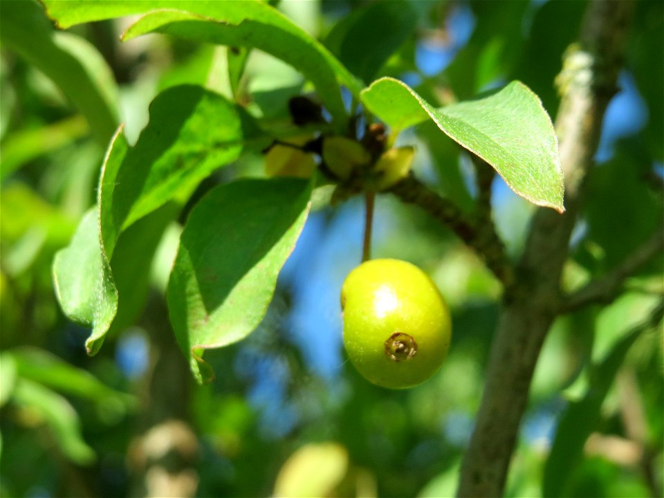 Unreife Früchte der Kornelkirsche (Cornus mas) in Hockenheim