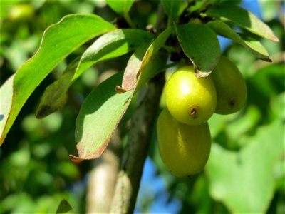 Unreife Früchte der Kornelkirsche (Cornus mas) in Hockenheim