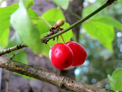 Kornelkirsche (Cornus mas) im Schwetzinger Hardt