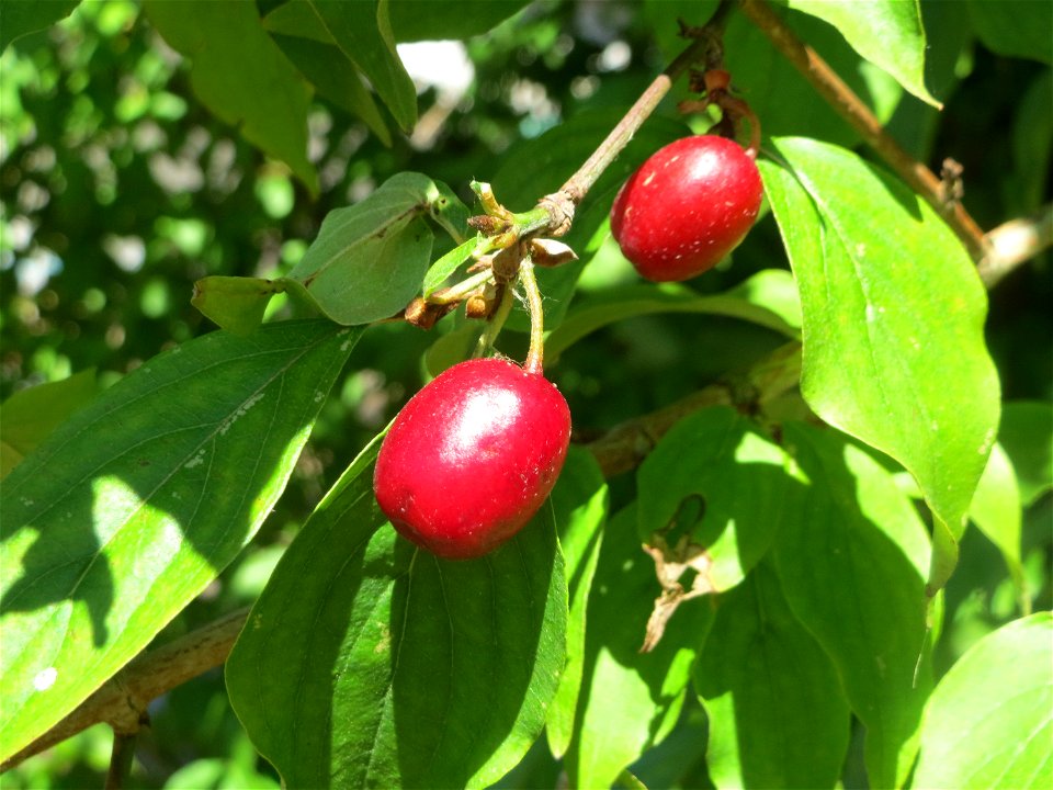 Kornelkirsche (Cornus mas) an der Saar in Saarbrücken