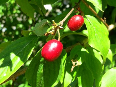 Kornelkirsche (Cornus mas) an der Saar in Saarbrücken