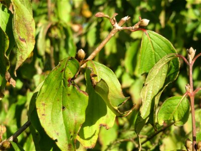 Kornelkirsche (Cornus mas) in Hockenheim - jetzt sind schon die Winterknospen zu sehen