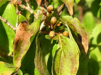 Kornelkirsche (Cornus mas) in Hockenheim - jetzt sind schon die Winterknospen zu sehen