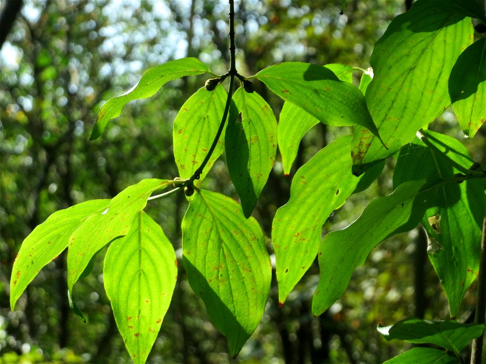 Kornelkirsche (Cornus mas) am Winterberg in Sankt Arnual (außerhalb vom Landschaftsschutzgebiet)