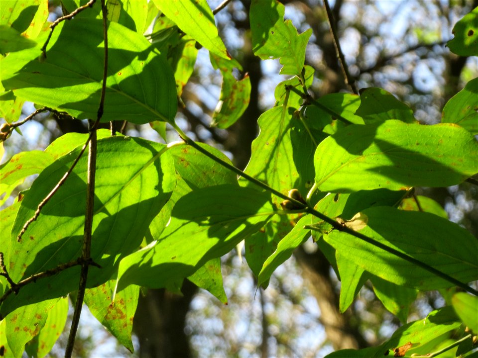 Kornelkirsche (Cornus mas) am Winterberg in Sankt Arnual (außerhalb vom Landschaftsschutzgebiet)