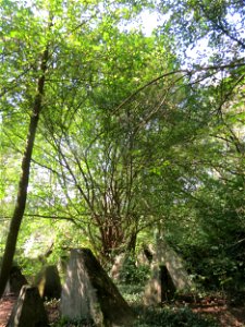 Kornelkirsche (Cornus mas) und Höckerlinie am Winterberg in Sankt Arnual (außerhalb vom Landschaftsschutzgebiet)