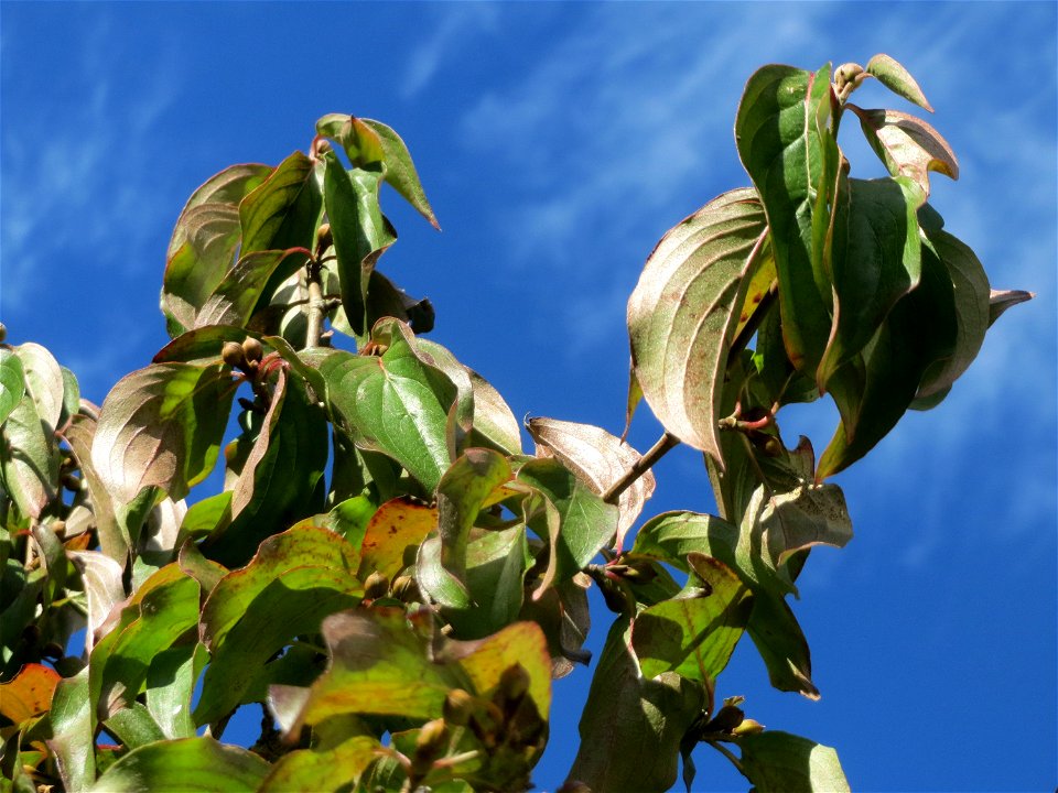 Kornelkirsche (Cornus mas) in St. Ingbert