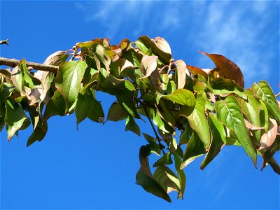 Kornelkirsche (Cornus mas) in St. Ingbert