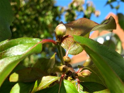 Winterknospen der Kornelkirsche (Cornus mas) in St. Ingbert