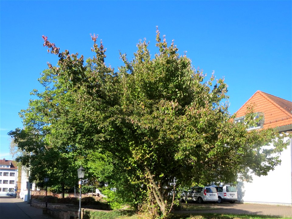 Kornelkirsche (Cornus mas) in St. Ingbert
