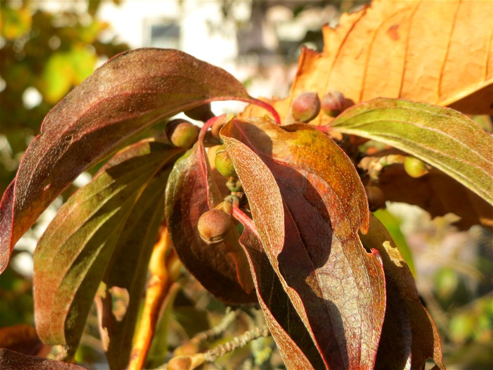 Kornelkirsche (Cornus mas) in der Berlinallee in Hockenheim
