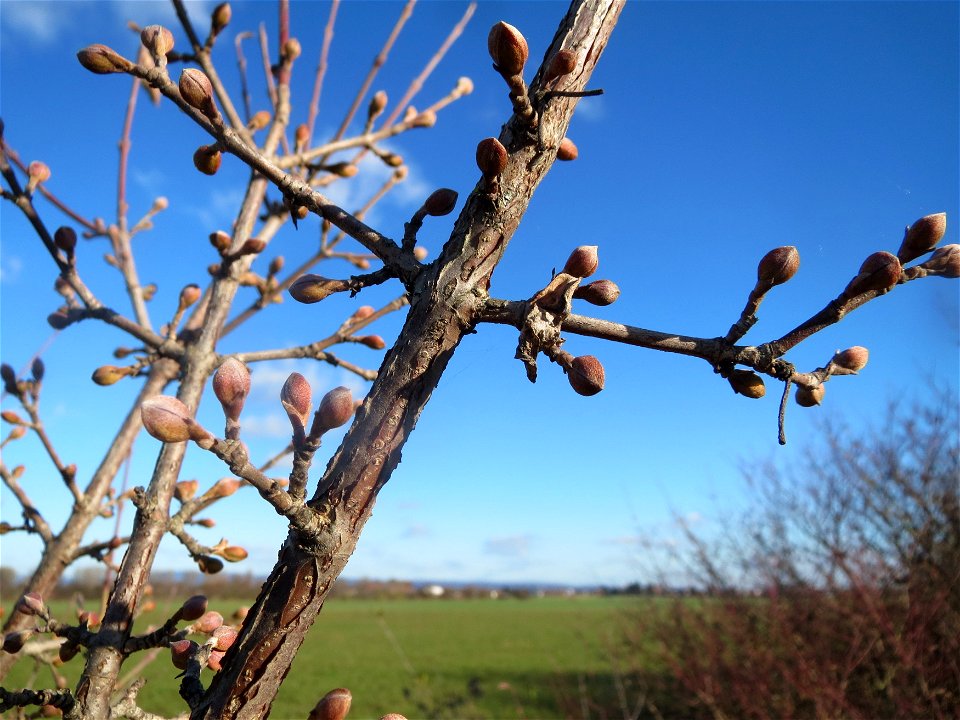 Winterknospen der Kornelkirsche (Cornus mas) bei Neulußheim