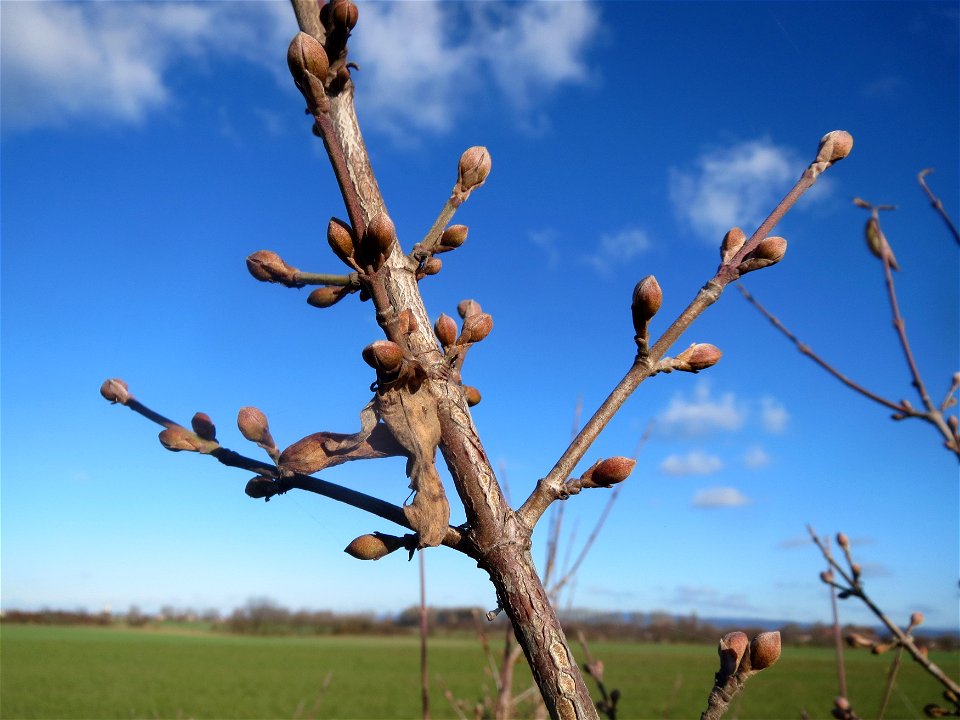 Winterknospen der Kornelkirsche (Cornus mas) bei Neulußheim