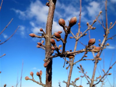 Winterknospen der Kornelkirsche (Cornus mas) bei Neulußheim