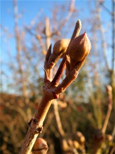 Winterknospen der Kornelkirsche (Cornus mas) in Hockenheim