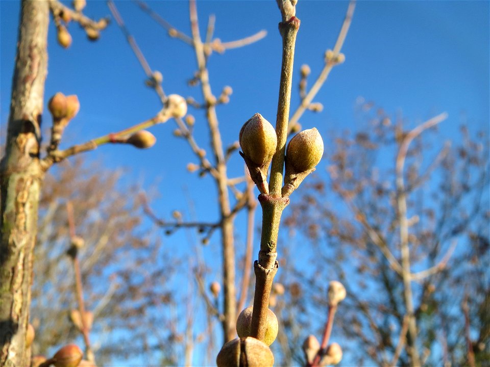 Winterknospen der Kornelkirsche (Cornus mas) in Hockenheim