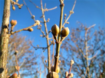 Winterknospen der Kornelkirsche (Cornus mas) in Hockenheim