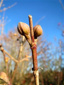 Winterknospen der Kornelkirsche (Cornus mas) in Hockenheim