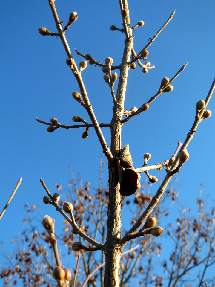 Winterknospen der Kornelkirsche (Cornus mas) in Hockenheim