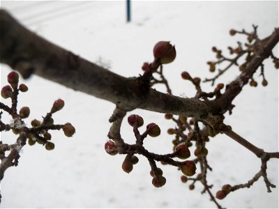 Kornelkirsche (Cornus mas) an der Berlinallee in Hockenheim