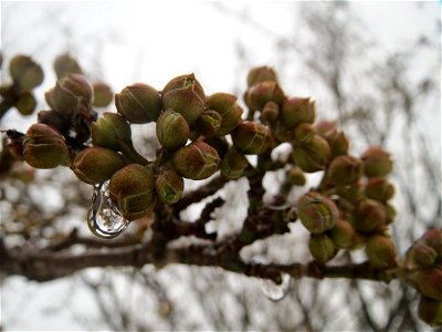 Kornelkirsche (Cornus mas) an der Berlinallee in Hockenheim