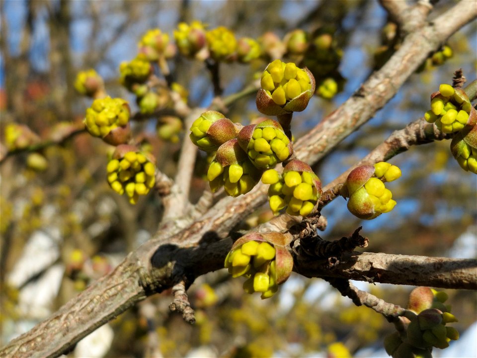 Aufspringende Blütenknospe der Kornelkirsche (Cornus mas) in Hockenheim
