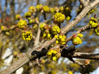 Aufspringende Blütenknospe der Kornelkirsche (Cornus mas) in Hockenheim