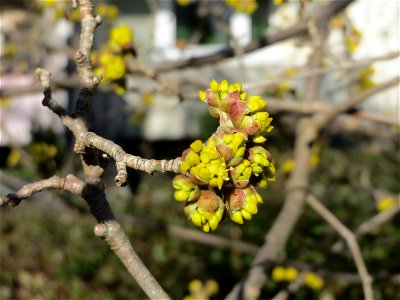 Aufspringende Blütenknospe der Kornelkirsche (Cornus mas) in Hockenheim
