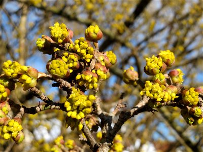 Aufspringende Blütenknospe der Kornelkirsche (Cornus mas) in Hockenheim