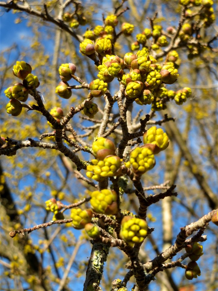 Aufspringende Blütenknospe der Kornelkirsche (Cornus mas) in Hockenheim