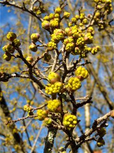 Aufspringende Blütenknospe der Kornelkirsche (Cornus mas) in Hockenheim