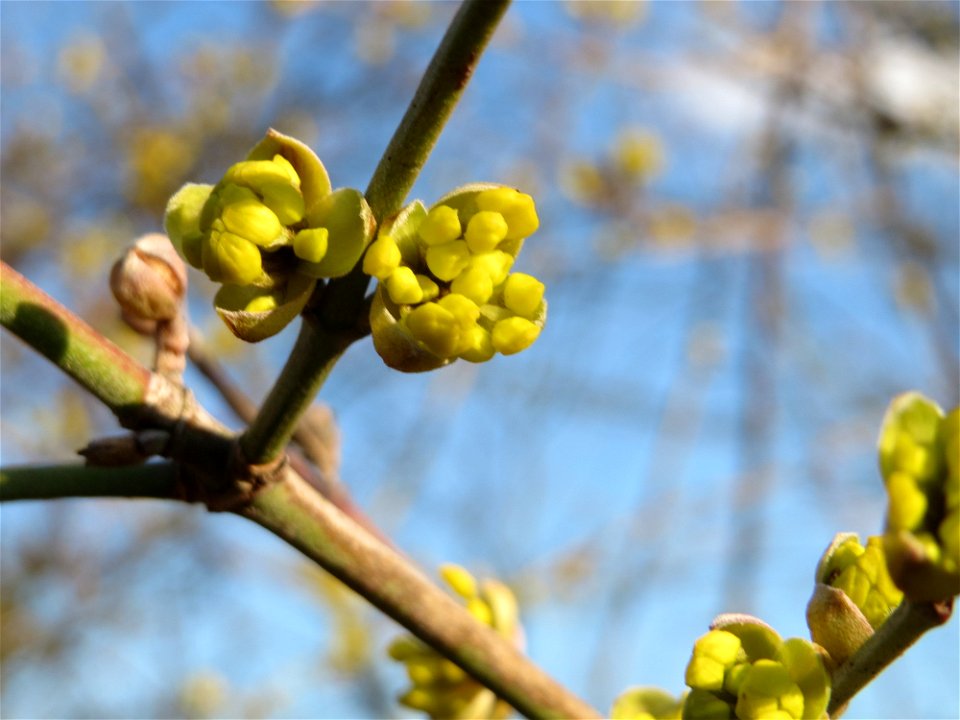 Aufspringende Blütenknospe der Kornelkirsche (Cornus mas) in Hockenheim