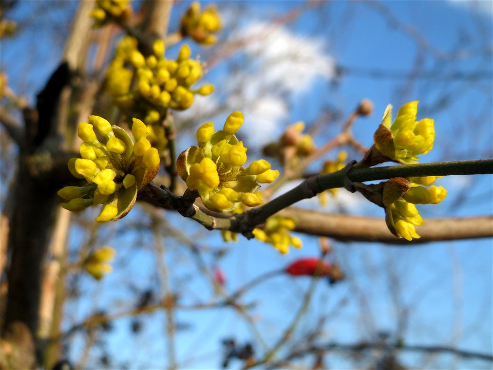 Aufspringende Blütenknospe der Kornelkirsche (Cornus mas) in Hockenheim