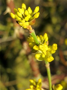 Aufspringende Blütenknospe der Kornelkirsche (Cornus mas) in Hockenheim