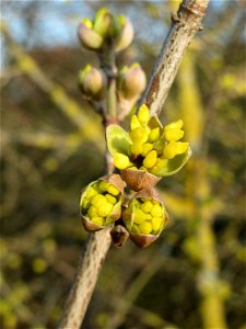 Aufspringende Blütenknospe der Kornelkirsche (Cornus mas) in Hockenheim